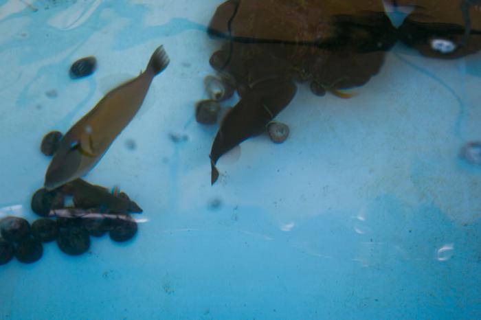 小琉球魚的探險景點 魚 小琉球魚的探險景點 魚
